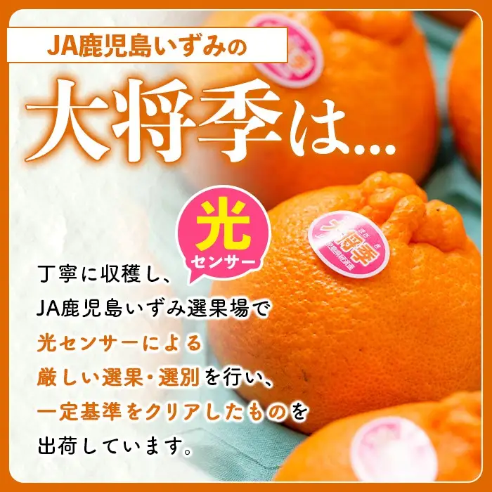 ＜先行予約受付中！2027年1月中旬以降順次発送予定＞ 阿久根市で生まれたオリジナル品種「大将季」(約5kg・15～24玉) 果物 フルーツ 柑橘 果実 ハウス栽培 ギフト 【鹿児島いずみ農業協同組合】akn018-22