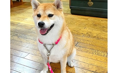 【中型犬用・Mサイズ】ハーフチョークカラーとリードのセット(アロハピンク) 雑貨 日用品 ペット用品 