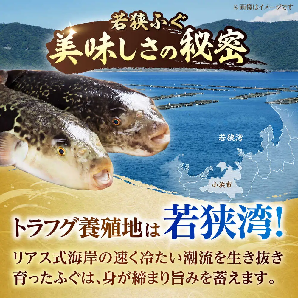 【先行予約/10月19日より順次配送】【着日指定・のし対応可】若狭ふぐ 特選鍋＆刺身セット 冷蔵 4人前  小浜市 / 阿納ふぐ組合 [BFAC003] 