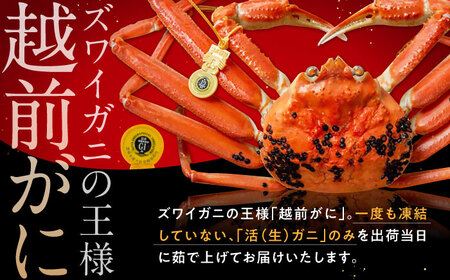【先行予約/11月7日より順次発送】朝ゆで 越前がに 1杯　【1kg】 / ずわいがに 蟹 ズワイガニ 小浜市 / 小浜海産物 【配送不可地域：北海道・沖縄・離島】 [BFAA003] 