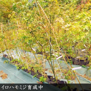 大苗 モミジ（紅葉）イロハモミジ 苗木 ＜すだ農園＞