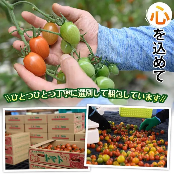 ＜先行予約受付中！2026年11月から順次発送予定＞カラフルトマト食べ比べセット(約2kg・9品種の中から4品種以上)国産 野菜 【KT-2】【K.TFarm】