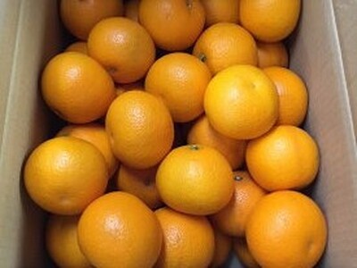 【2027年先行予約】和歌山県産 有田の八朔 (はっさく) 約10kg【Lサイズ】まごころ手選別 _ZE6075n