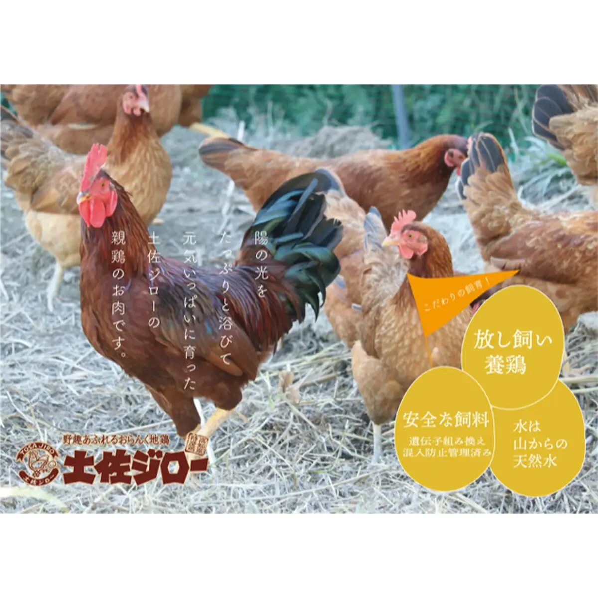 土佐ジロー親鶏肉1羽分まるまるパック×3パック＋鶏ガラ3羽分×1パック 高知県特産鶏