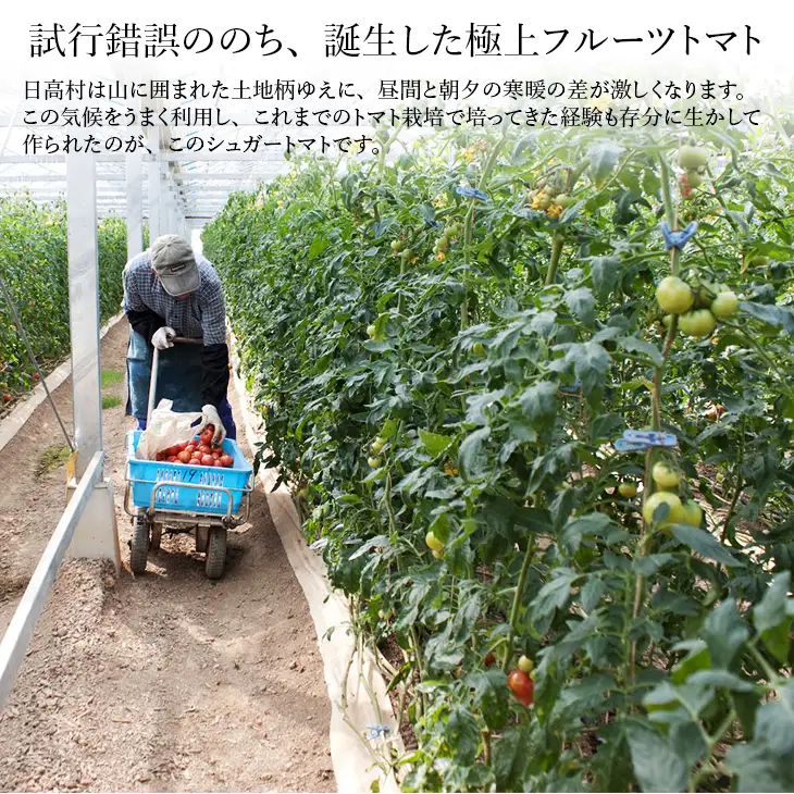 【先行予約・2027年2月】トマト 糖度10度以上 フルーツトマト 1kg｜高知県産 ロッソプレミアム10 高級 ギフト 贈答用 シュガートマト