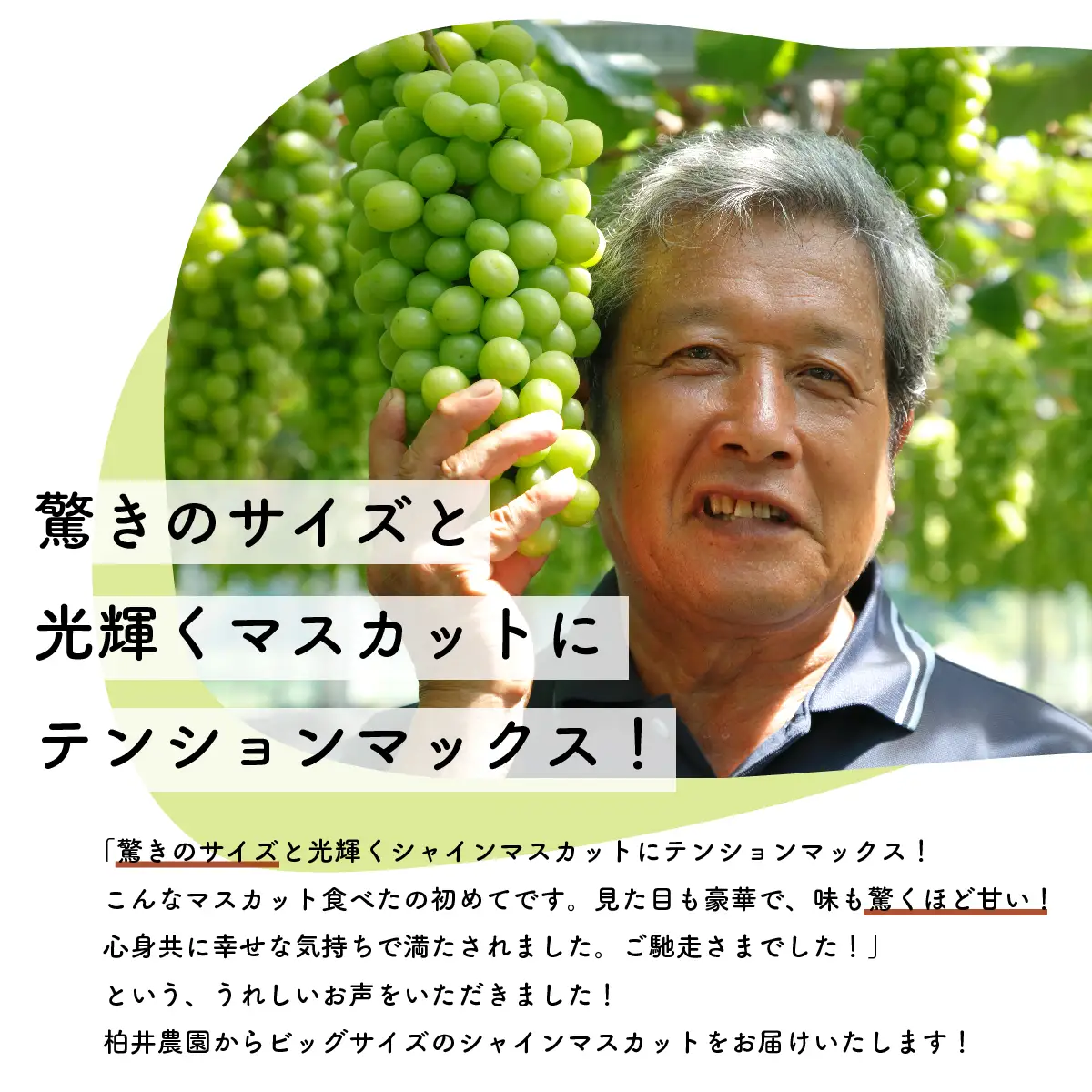 【先行予約・2026年9月】数量限定 特大シャインマスカット 1.5kg 産地直送 農家直送 甘い 大きい 種なし ぶどう 果物