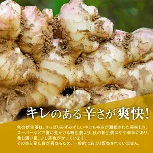 【先行予約・11月発送】 新生姜 2kg 高知県産 農家直送 期間限定 秋限定 旬 しょうが