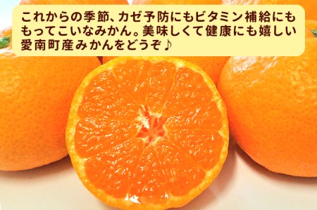 清家ばんかんビレッジの愛媛プチみかん2.5kg