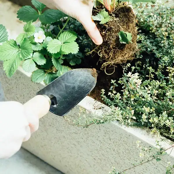 移植ゴテ 大 スタイリッシュ 移植ごて プロ仕様 おしゃれ ガーデニング用品 園芸用品 燕三条製 [近藤製作所] 【016P046】