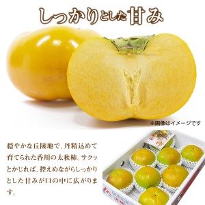 新食感甘柿 「太秋柿（たいしゅうがき）」 約3.2kg