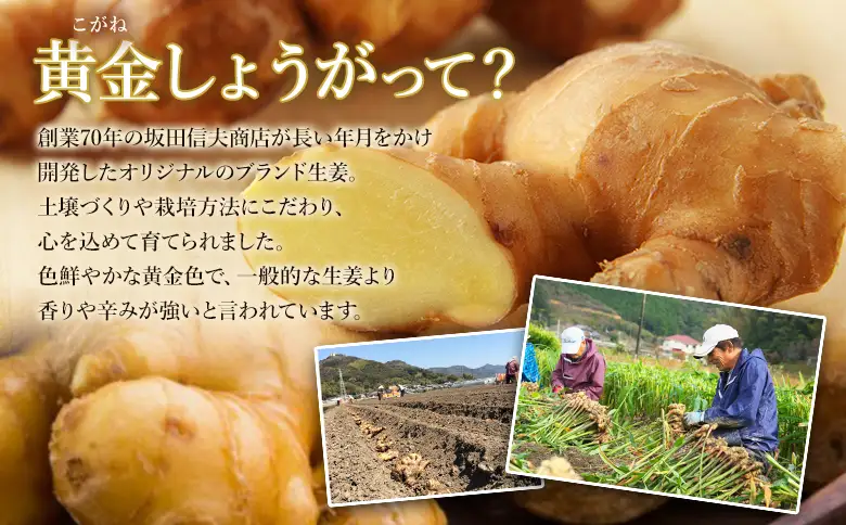 【生姜パウダー】黄金しょうが粉末50g×3袋セット【生姜パウダー 国産 坂田信夫商店 生産量日本一 人気 おすすめ】 Xnb-0006
