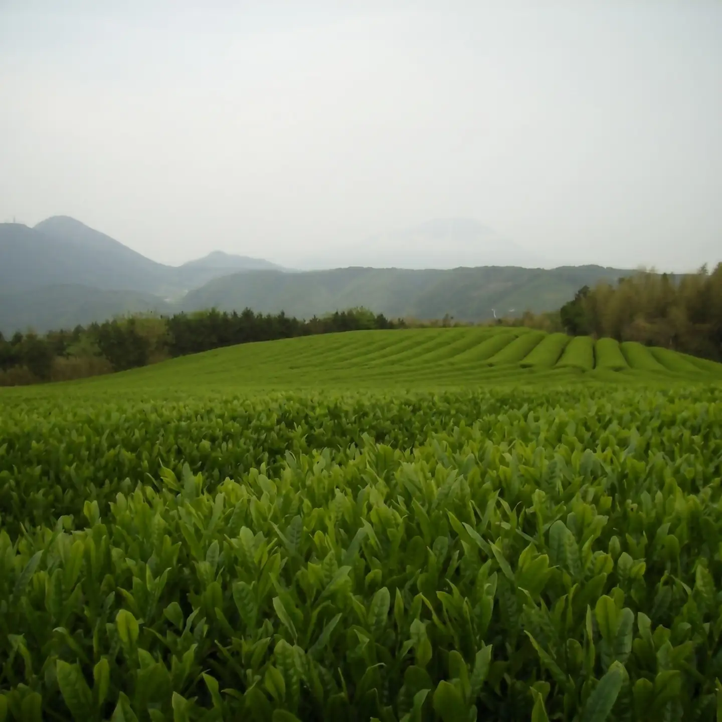 「煎茶　大山ほまれ」100g×5本セット