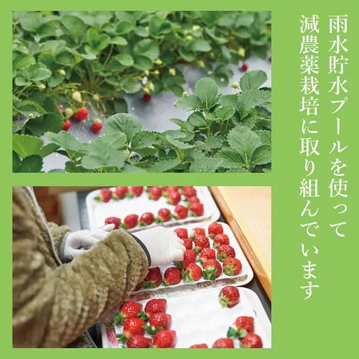 【2027年1～4月出荷分予約販売】武下さんちの「完熟あまおう」3Lサイズ 450g 産直 あまおう