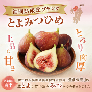 【寄附額改定!】プレミアムいちじく とよみつひめ　1.2kg【JAほたるの里】_HA0278 | いちじく 果物 