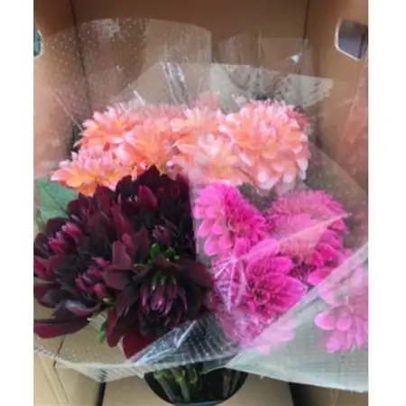 川西町産　ダリア切花　中輪～中大輪(約17cm～21cm前後)20本　※9月～10月出荷予定_花・観葉植物 花  _【配送不可地域：離島】【1244698】