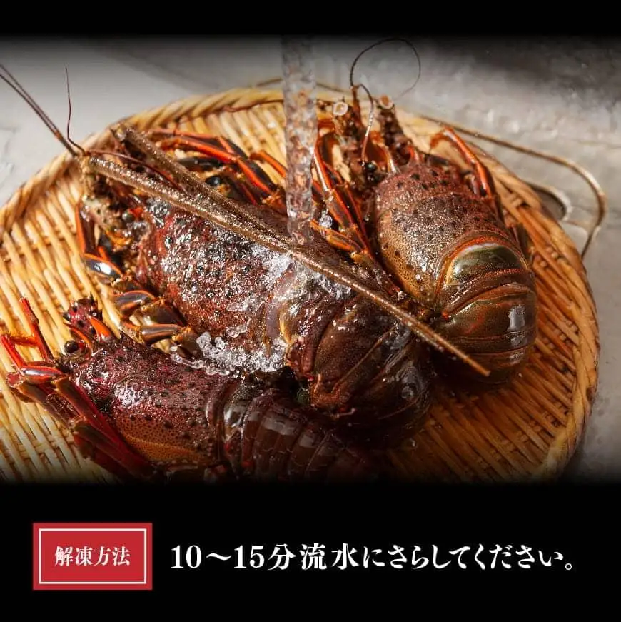 【訳あり！】【漁協直送！】冷凍伊勢海老（小）500g　(3～5尾) 【 期間限定 数量限定 魚介類 えび 伊勢えび イセエビ 日向灘 訳あり 伊勢海老 】