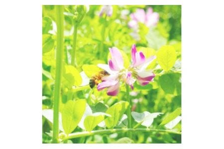 H-98　れんげ 蜂蜜 （500ｇ）【兵庫県たつの市産】