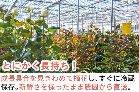 バラの花束 赤色 30本 長さ40cm以上を厳選 産地直送 摘み立て プレゼント用 最高品質 栄養剤付 「2024年 令和6年」