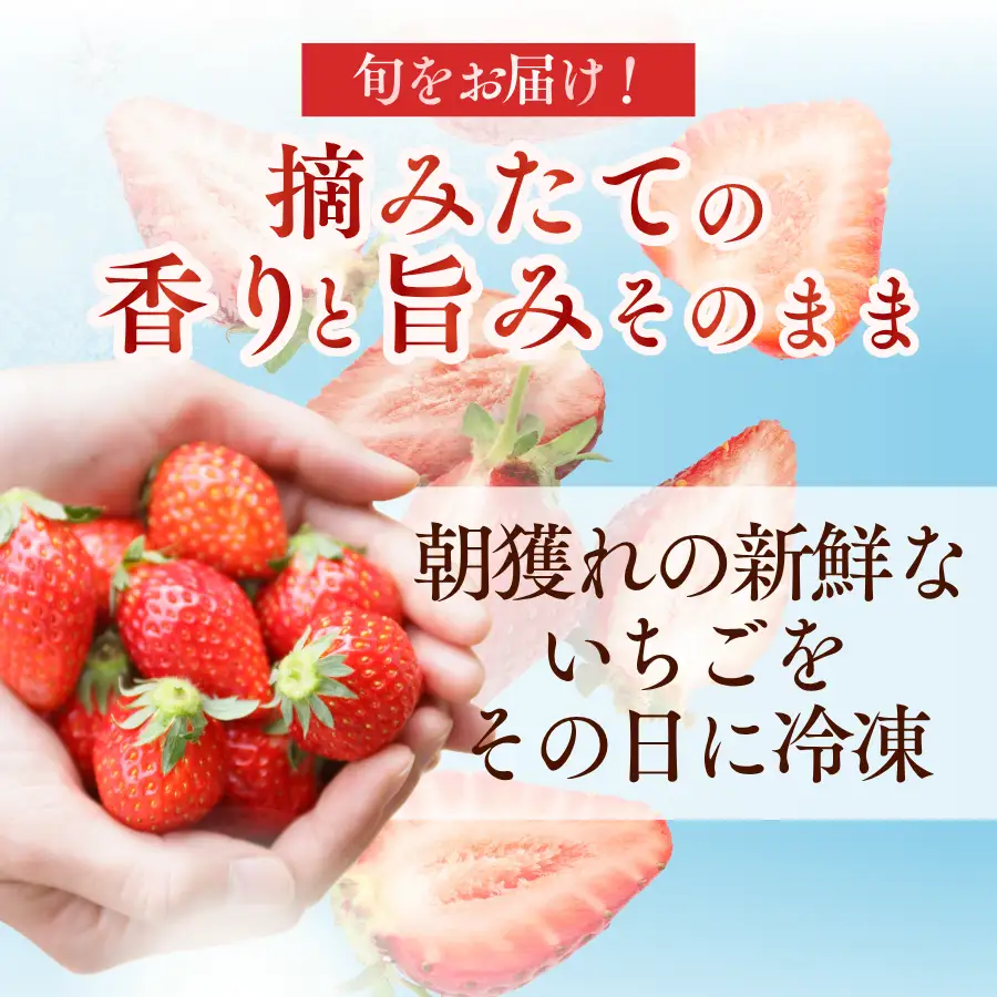 【2027年発送予定】いちご 完熟冷凍いちご 1kg