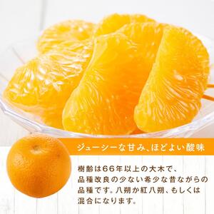自然栽培歴　60年以上　はっさく・紅八朔　6kg