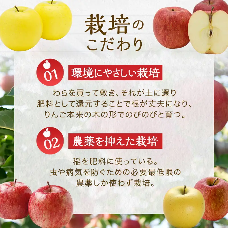 りんご サンふじ シナノゴールド 詰め合わせ 約2kg リンゴ
