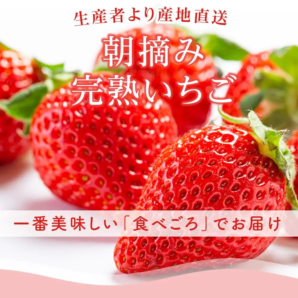 【先行予約】いちご 700g フルーツ イチゴ 西島園芸団地