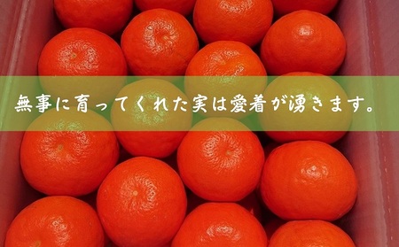 セミノール 特選33玉 Lサイズ 約5kg 果物類 柑橘類 フルーツ みかん ミカン