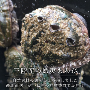 蝦夷あわび 10個 養殖 産地直送 活あわび 鮑 エゾアワビ あわび アワビ 鮑 Abalone ステーキ  バターソテー 正月 お正月 おせち  刺し身 刺身 バーベキュー BBQ ごはん 夕飯 おかず おつまみ 晩酌 米 丼 海産物 海鮮 魚介 魚介類 贈答品 お中元 お歳暮 大船渡 三陸 岩手県 国産 小分け 冷凍