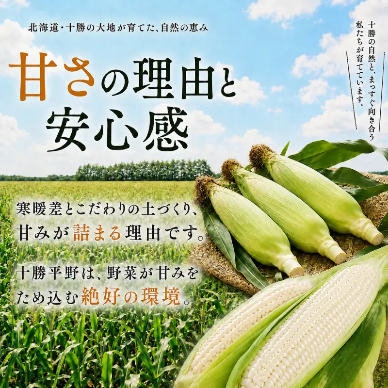 先行予約 2026年 白とうもろこし 10本 とうもろこし