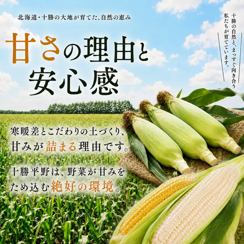 先行予約 2026年 黄・白とうもろこし 計18～20本 とうもろこし
