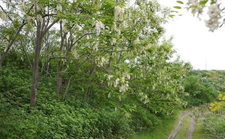 【国産純粋蜂蜜】北海道産 アカシア蜂蜜 2.5kg (500g×5本)［ナルセ養蜂場］【 はちみつ ハチミツ 蜂蜜 ハニー 無添加 天然 健康 美容 料理 無添加 純粋 希少 ギフト プレゼント セット 食べ比べ 詰め合わせ 大容量 自宅用 家庭用 北海道 十勝 幕別 】
