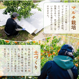 和歌山県産 有田みかん 化粧箱 約4.5kg Mサイズ【まごころ手選別】_ZE6059n