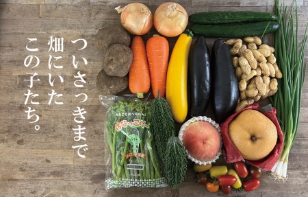 A035 朝採り野菜とフルーツの定期便（12回）