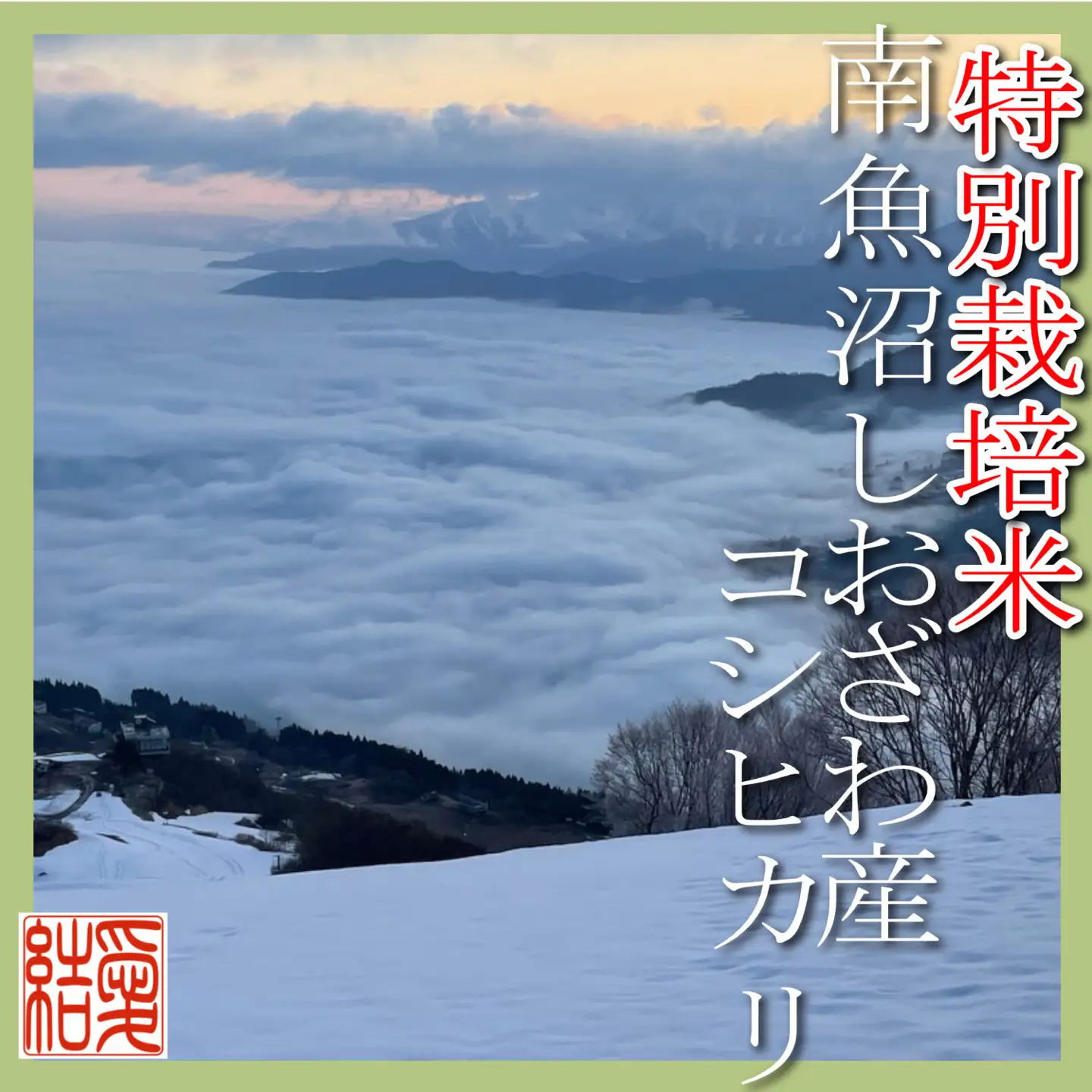 【令和7年産】【定期便10Kg×12ヶ月】【特別栽培米】 契約生産者限定  南魚沼しおざわ産コシヒカリ【定期便 銘柄米 ブランド米 精米 こしひかり コシヒカリ 魚沼産 新潟米 産地直送 お米 米 こめ コメ ご飯 御飯 ごはん】
