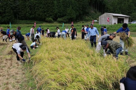 (1028)お米 精米 白米 棚田米 米「きぬむすめ」10kg 令和7年度産