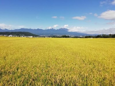 【令和7年産・白米5kg（農薬不使用米）】フナで育てた「五郎兵衛さんのお米」＜2025年10月初旬以降順次配送＞ 長野県 信州こしひかり【五郎兵衛米米 コメ 白米 精米 お米 こめ おこめ 備蓄品 仕送り おすそ分け 備蓄米 コシヒカリ こしひかり 長野県 佐久市 】