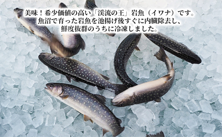 魚沼の岩魚（イワナ）冷凍10尾入り 魚貝類 川魚 
