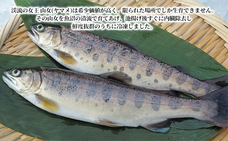 魚沼の山女（ヤマメ）冷凍10尾入り 魚貝類 川魚 