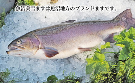 魚沼美雪ます刺身用フィレー 魚貝類 鱒 