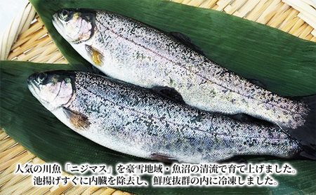 魚沼の虹ます （ニジマス） 冷凍12尾入 （ 虹ます にじます ニジマス 虹鱒 マス ます 鱒 魚 川魚 小分け 海鮮 魚介 魚介類 魚沼 ） 魚貝類 