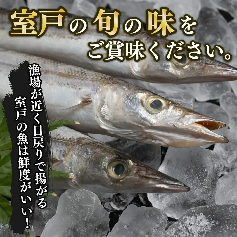 カマス 干物 8枚 国産 カマス