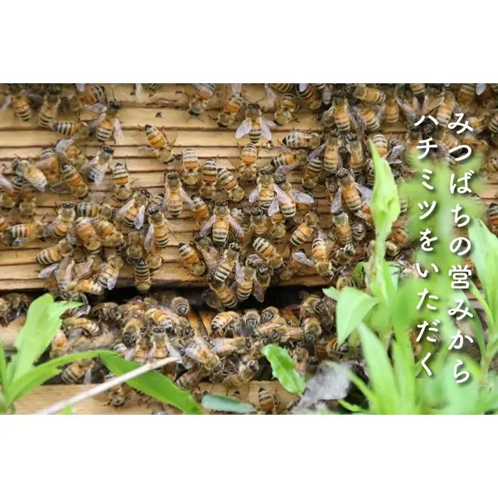 さいき養蜂園　非加熱蜂蜜　アカシア３００ｇ×２本｜蜂蜜