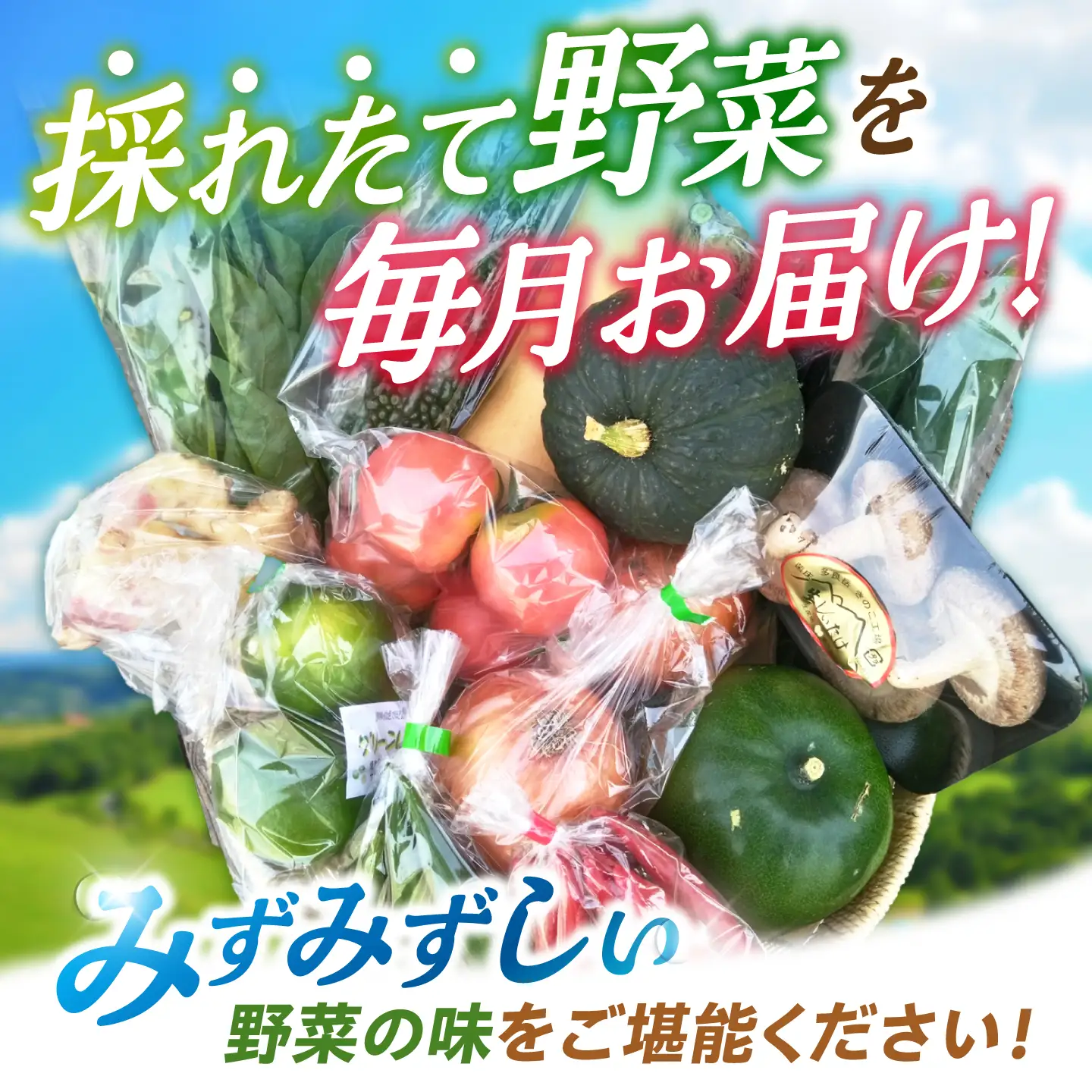 野菜 3回定期便 諫早産野菜の詰め合わせ8・9品目程度 [AHDI001]