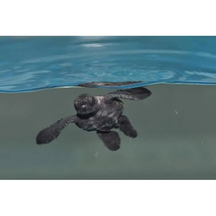 名古屋港水族館オリジナル御朱印帳（水族館大人入館券付き）