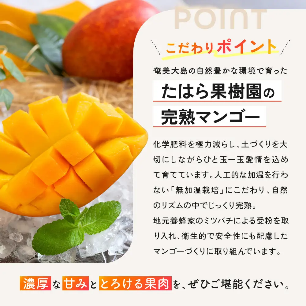 【2026年 先行予約】奄美完熟マンゴー 化粧箱 約2kg(4～6玉入り) 農家直送！