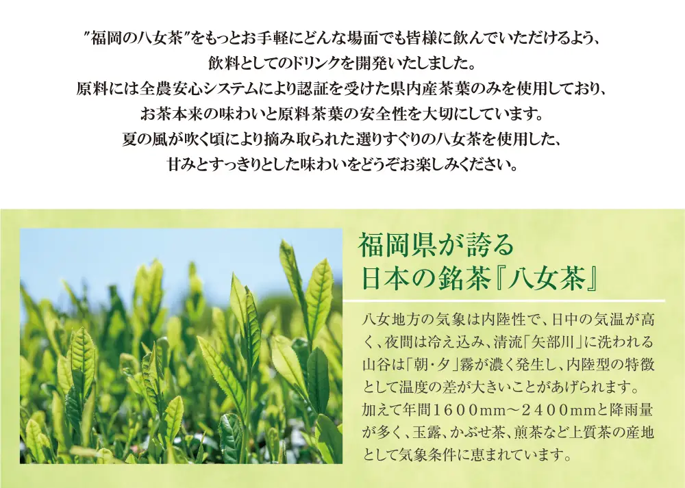 Z26-82 八女茶 煎茶ペットボトル(24本)定期便(毎月×6回) 煎茶
