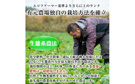A-091 「極野菜」旬の極上お野菜セット【百姓道有元農場】霧島市 国産 詰め合わせ 食材 お楽しみ