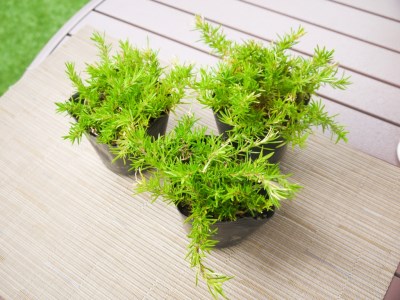 BS151_ シバザクラ　ダニエル10個 花 苗 植物 家庭菜園 花壇 プランター ガーデニング 芝桜