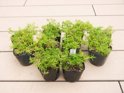 BS152_シバザクラ　モンブラン10個 花 苗 植物 家庭菜園 花壇 プランター ガーデニング 芝桜