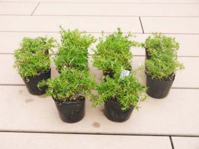 BS153_シバザクラ　タマノナガレ10個 花 苗 植物 家庭菜園 花壇 プランター ガーデニング 芝桜